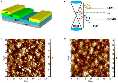 Three-Dimensional Dirac Semimetal/Organic Thin Film Heterojunction Photodetector With Fast Response and High Detectivity